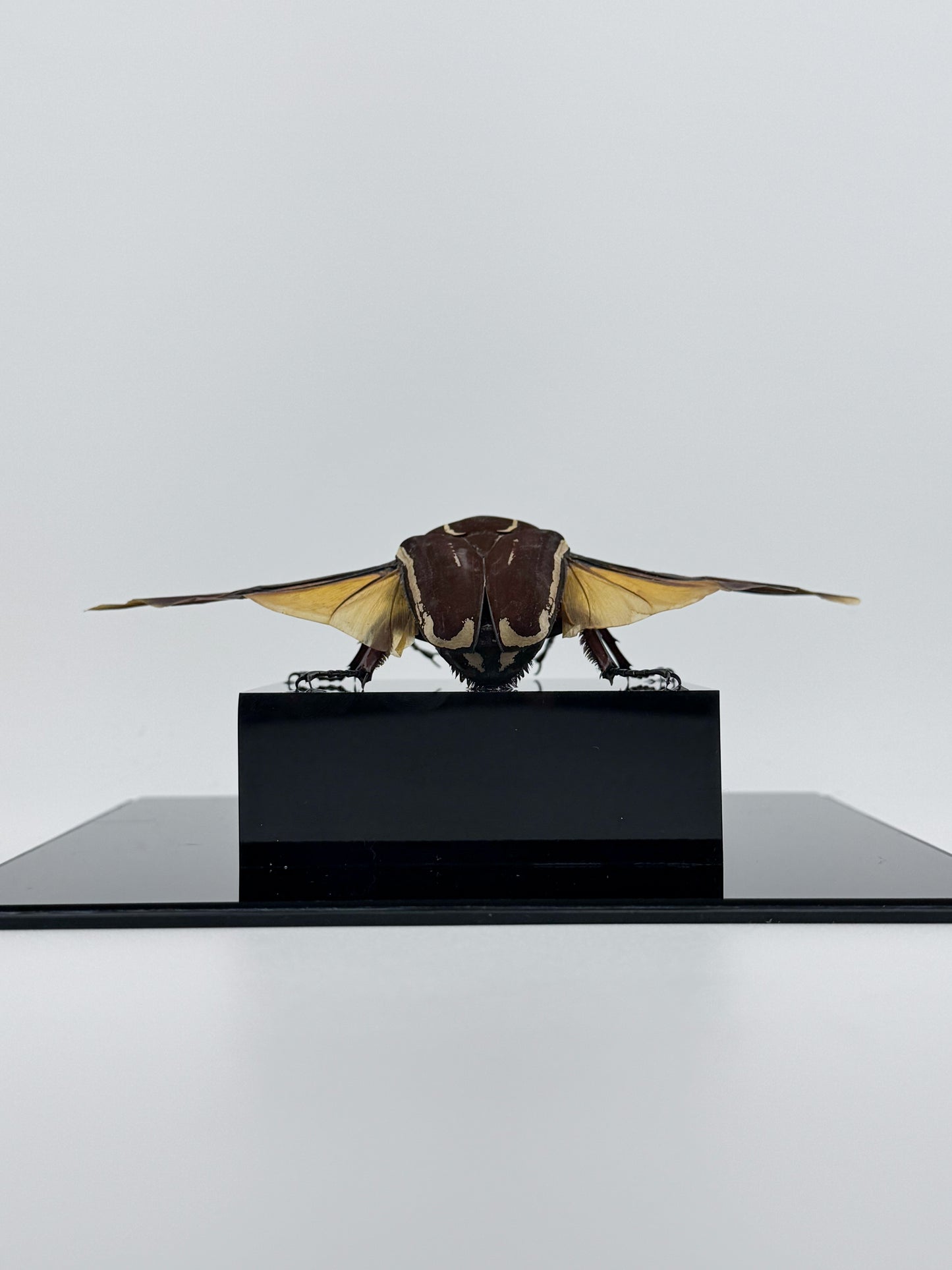 Mecynorhina ugandensis (Ugandan flower beetle)