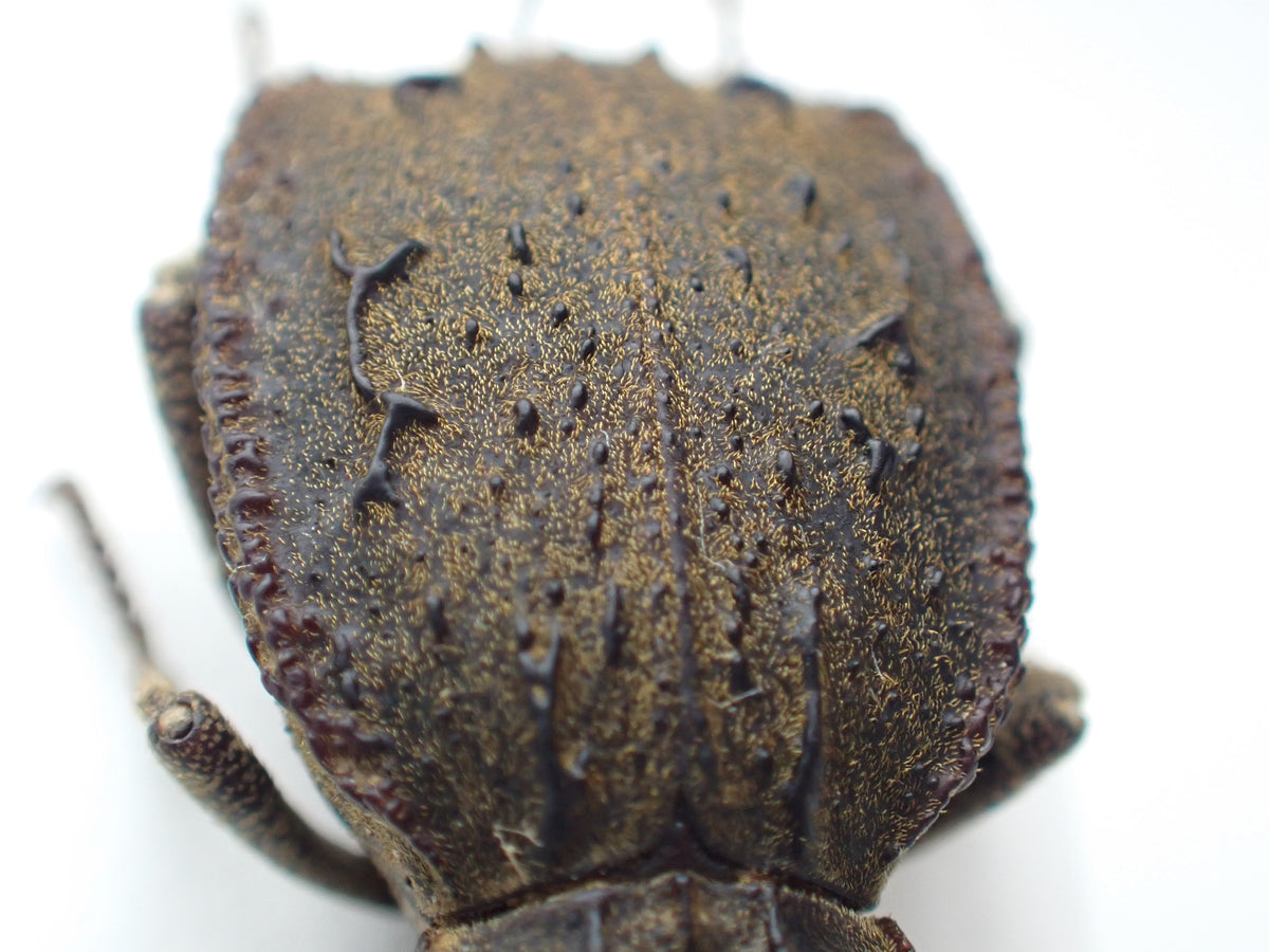 🇦🇷 A species of dung beetle, *Entomoderes draco*, mounted specimen
