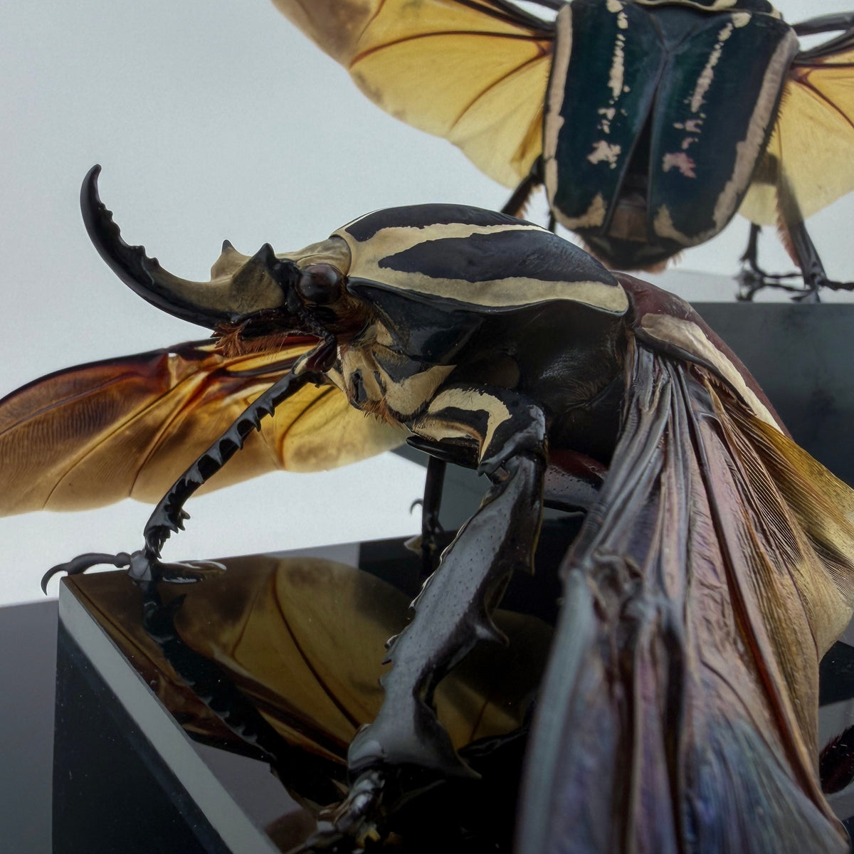 Mecynorrhina ugandensis VIII.2026