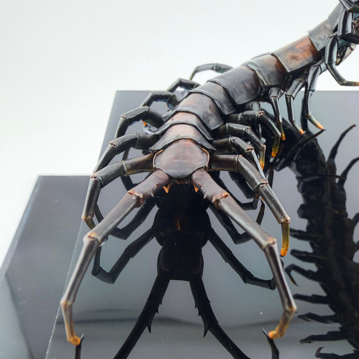 ハイナンブラックタイガーレッグ Scolopendra hainanum IX.2026
