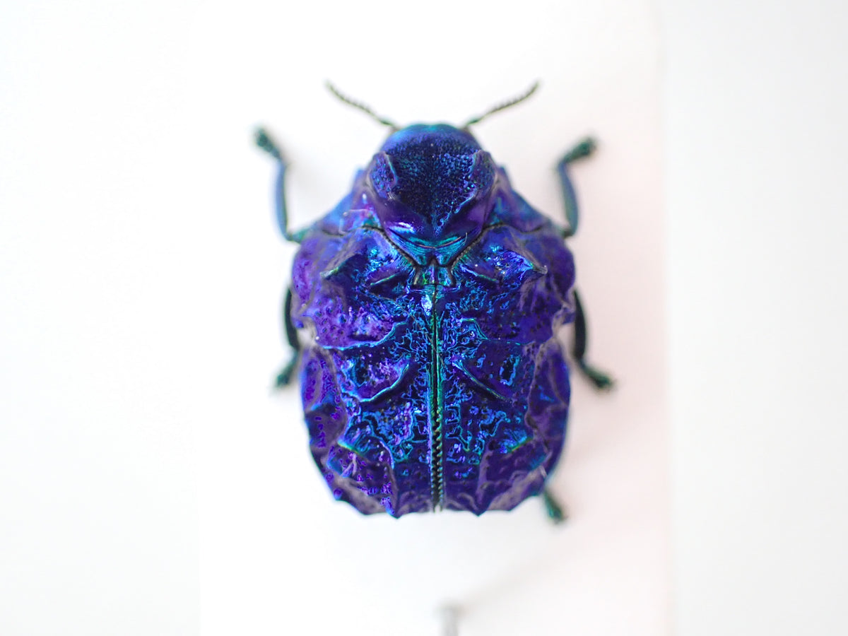 Platypria mianningensis - pinned specimen A2