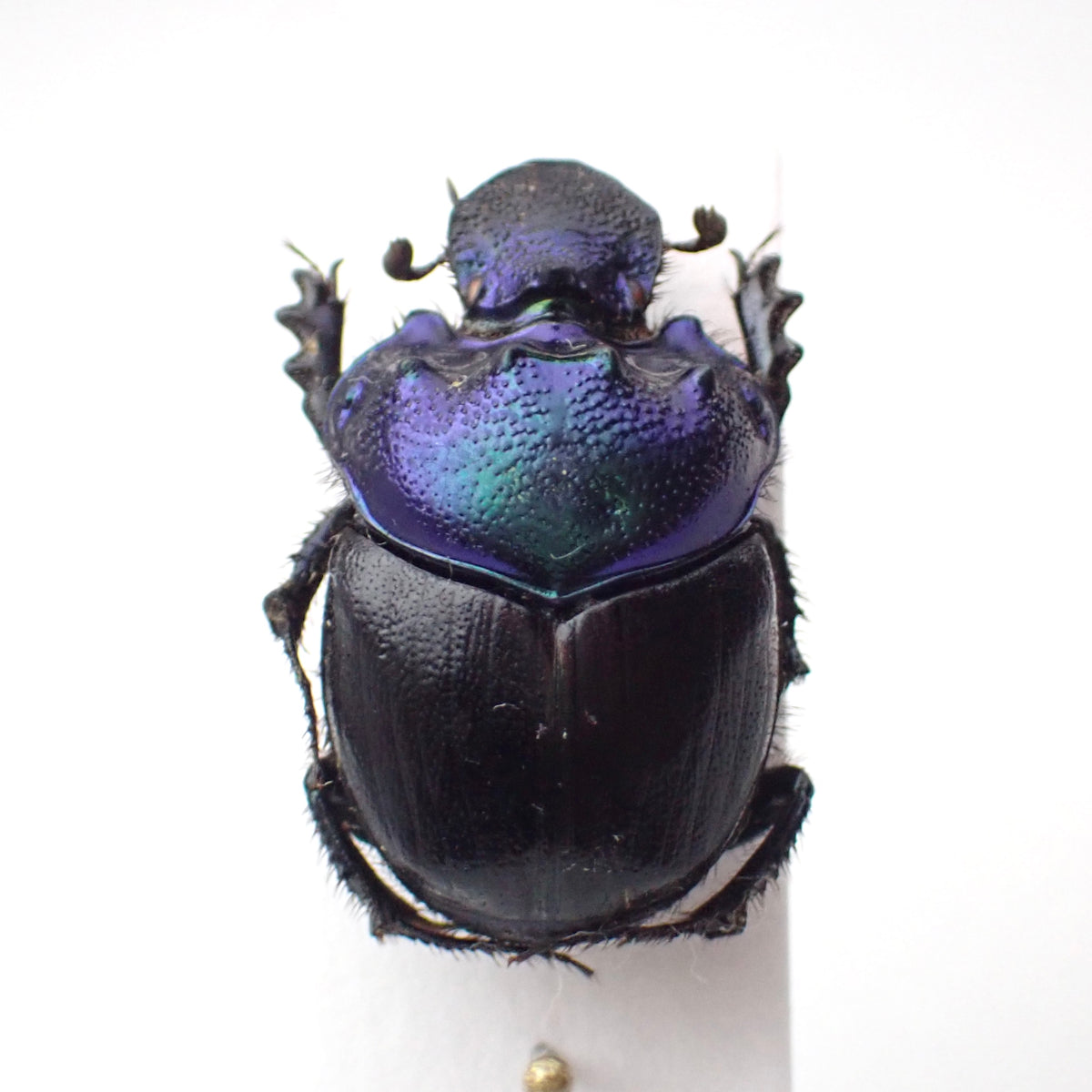 🇹🇿Diastellopalpus thompsoni, mounted specimen, male only