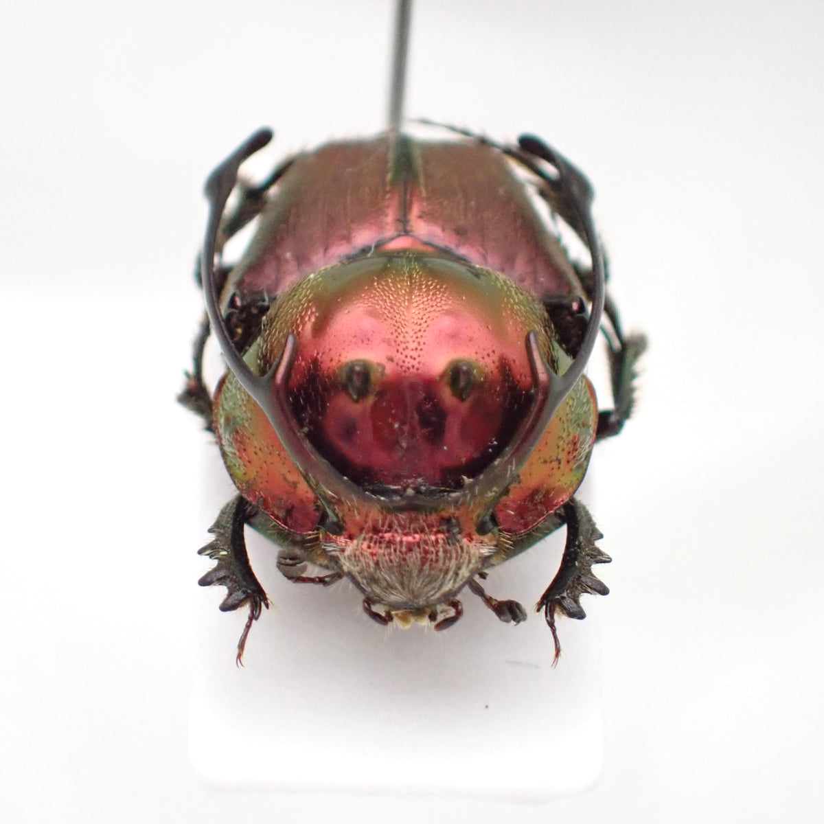 🇹🇿 *Proagoderus rangifer* (Stag Horned Dung Beetle) Pinned Specimen, Male Only