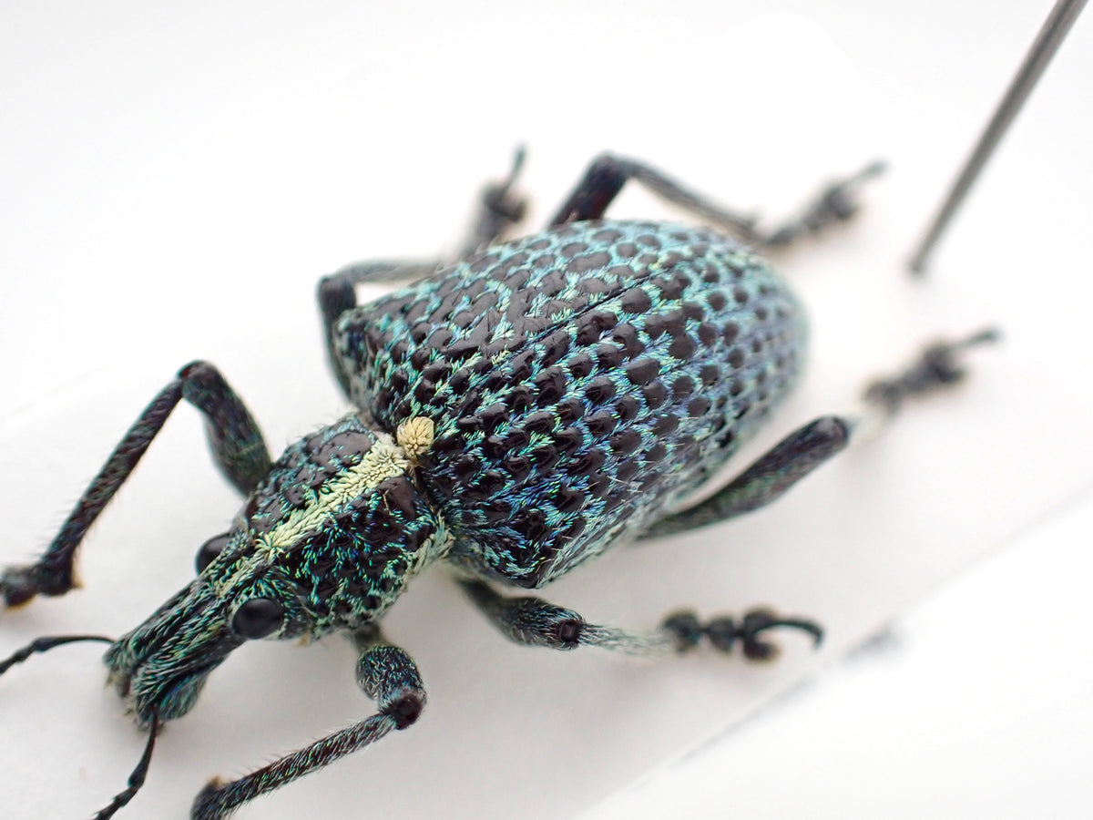 🇵🇪 Weevil Entimus granulatus, pinned specimen