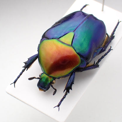 🇹🇷 Turkish Flower Beetle, *Protaetia speciosa ssp. jousselini*. Field collected, mounted specimen. Repaired, A1 condition.