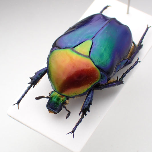 🇹🇷 Turkish Flower Beetle, *Protaetia speciosa ssp. jousselini*. Field collected, mounted specimen. Repaired, A1 condition.