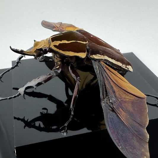 Mecynorhina ugandensis (Ugandan flower beetle)