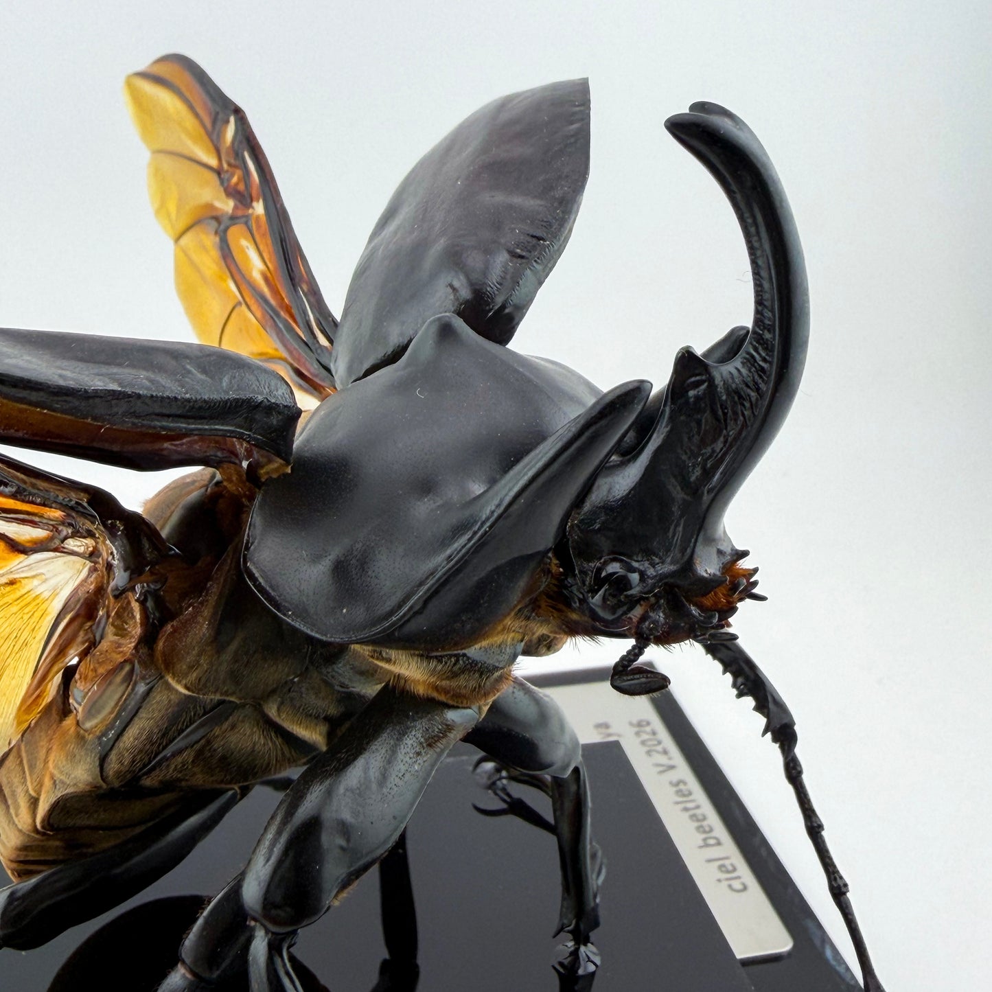 Megasoma actaeon V.2026