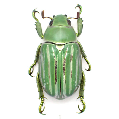 Rutelidae sp. A2, mounted specimen