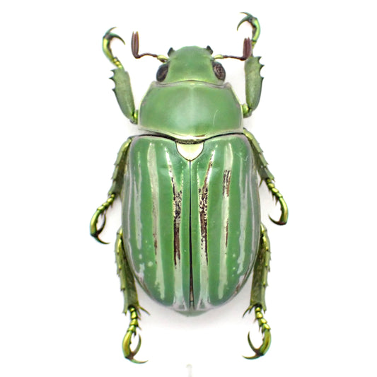 Rutelidae sp. A2, mounted specimen