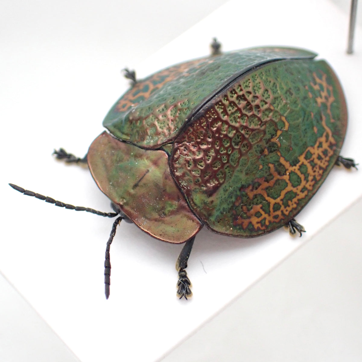 A specimen of a broach jewel beetle, Goniochenia haroldi, mounted on a display card.