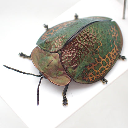 A specimen of a broach jewel beetle, Goniochenia haroldi, mounted on a display card.