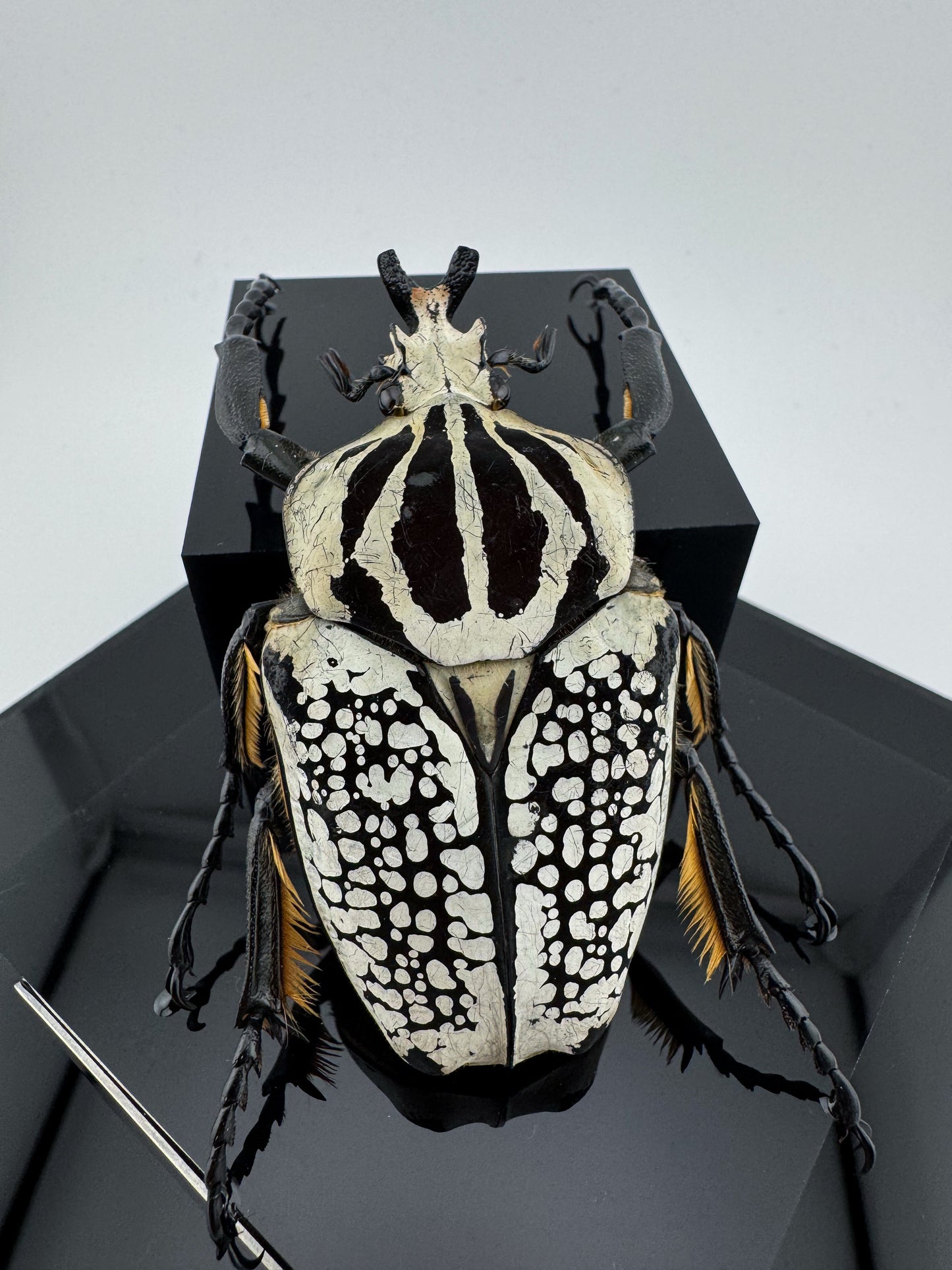 Goliathus goliatus meleagris VI.2025 Goliathus goliatus meleagris