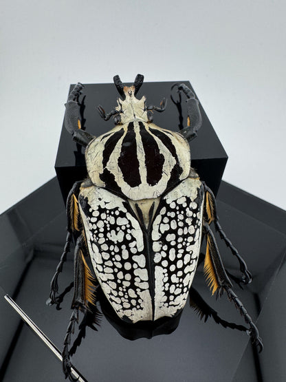 Goliathus goliatus meleagris VI.2025 Goliathus goliatus meleagris