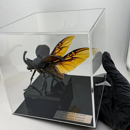 Megasoma actaeon V.2026