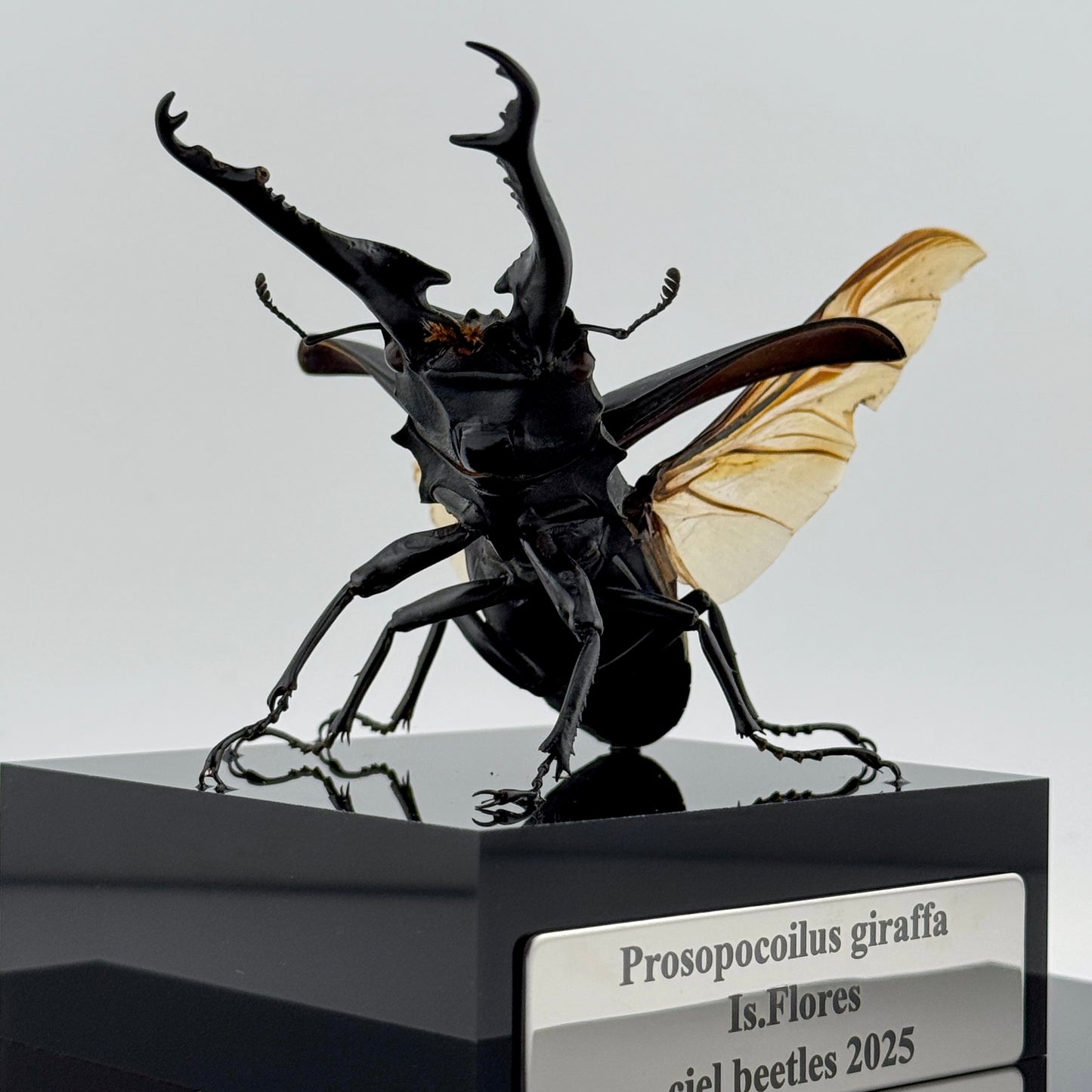 Giraffe Stag Beetle 2025