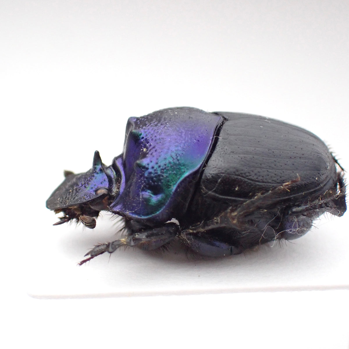 🇹🇿Diastellopalpus thompsoni, mounted specimen, male only
