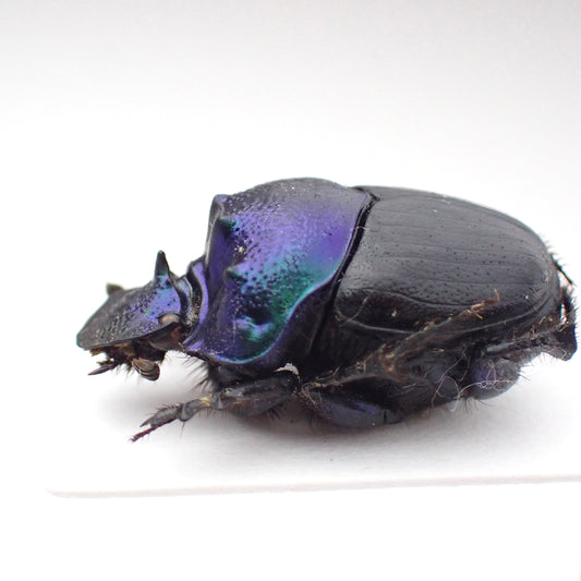 🇹🇿Diastellopalpus thompsoni, mounted specimen, male only