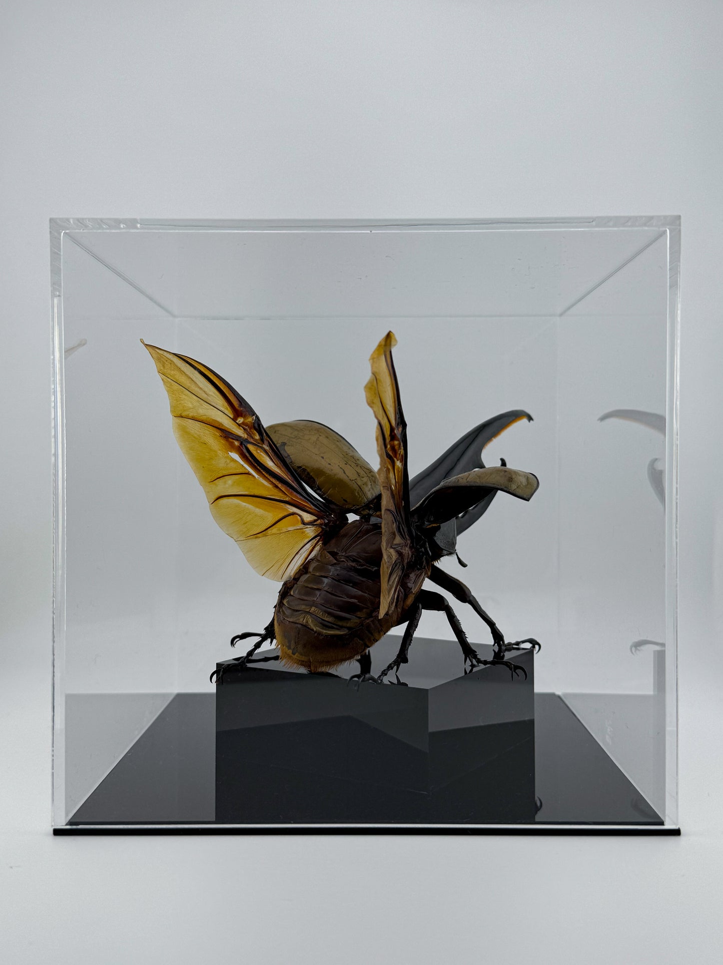 Dynastes hercules XI.2025 Hercules Beetle