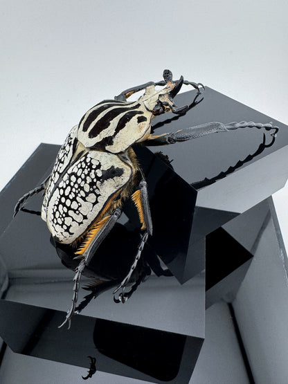 Goliathus goliatus meleagris VI.2025 Goliathus goliatus meleagris