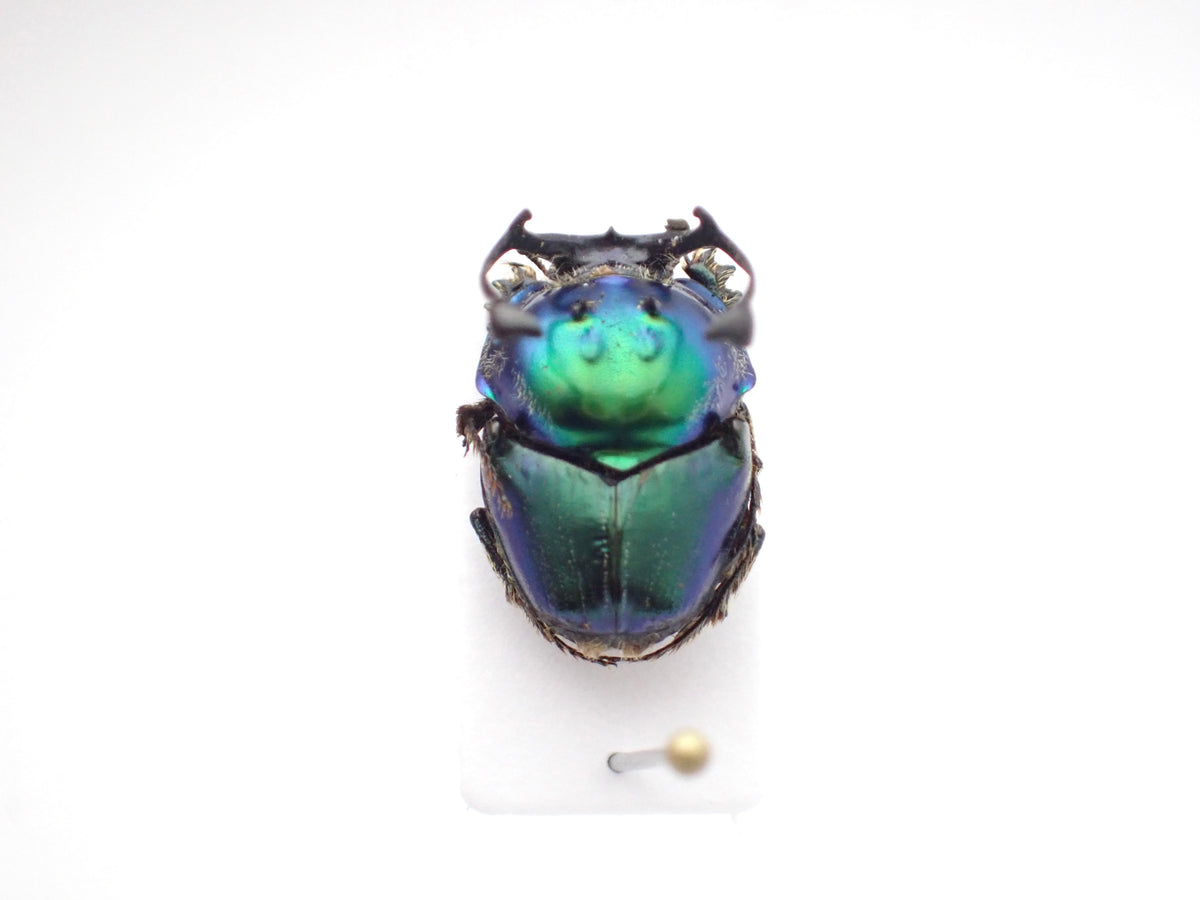 🇹🇿*Proagoderus ramosicornis* on a spreading board - single male