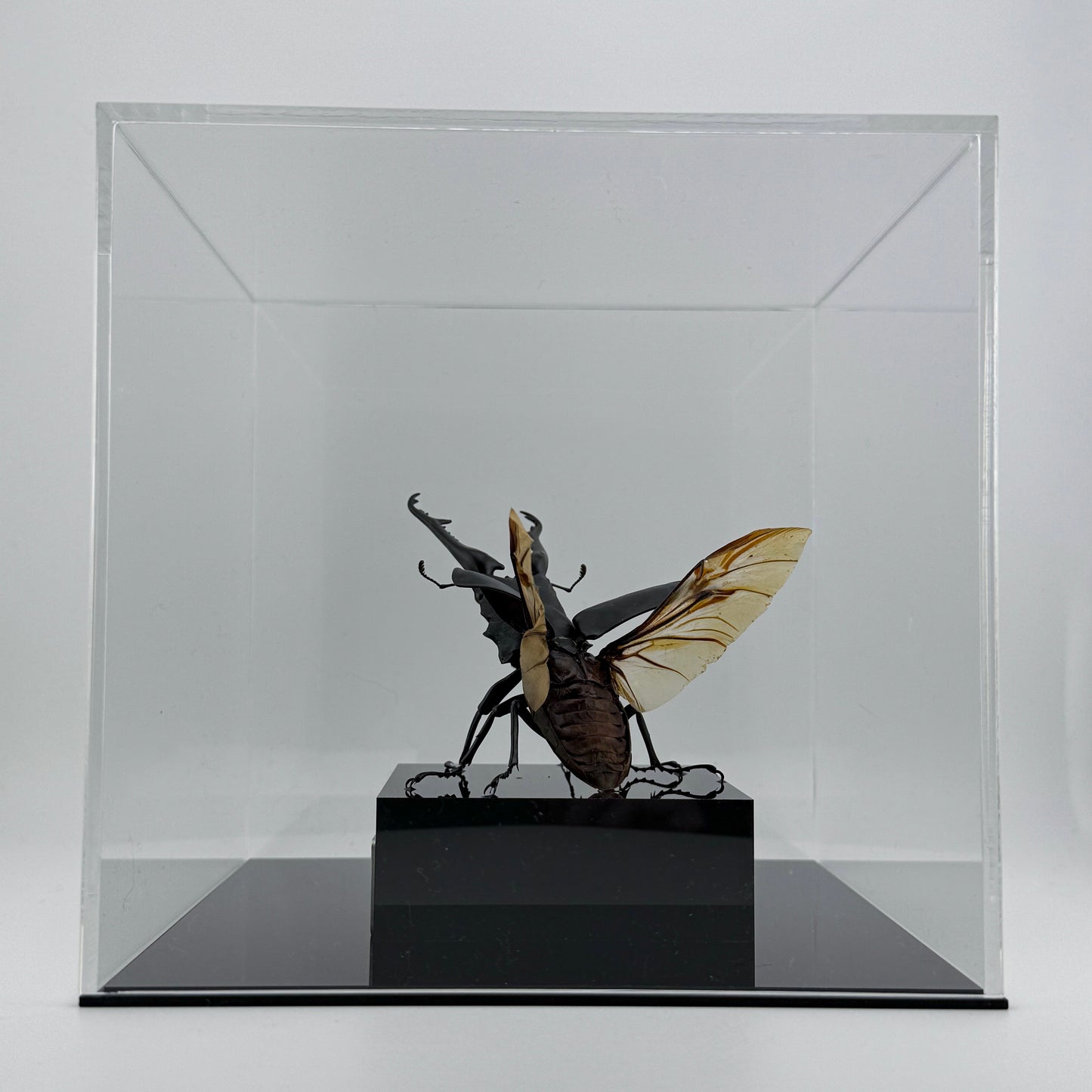 Giraffe Stag Beetle 2025