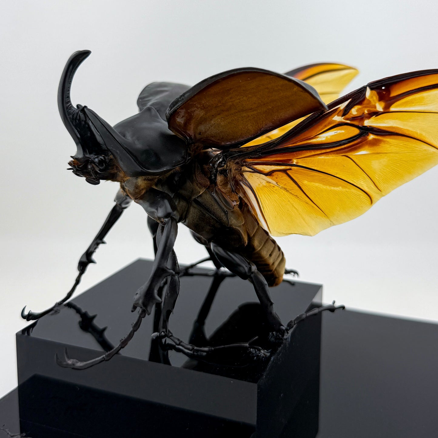 Megasoma actaeon V.2026