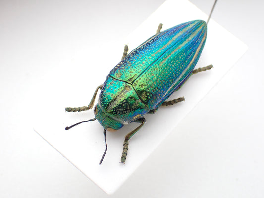 🇹🇿 Amblysterna natarensis, mounted specimen