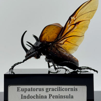 Eupatorus gracilicornis2025 Five-horned Rhinoceros Beetle