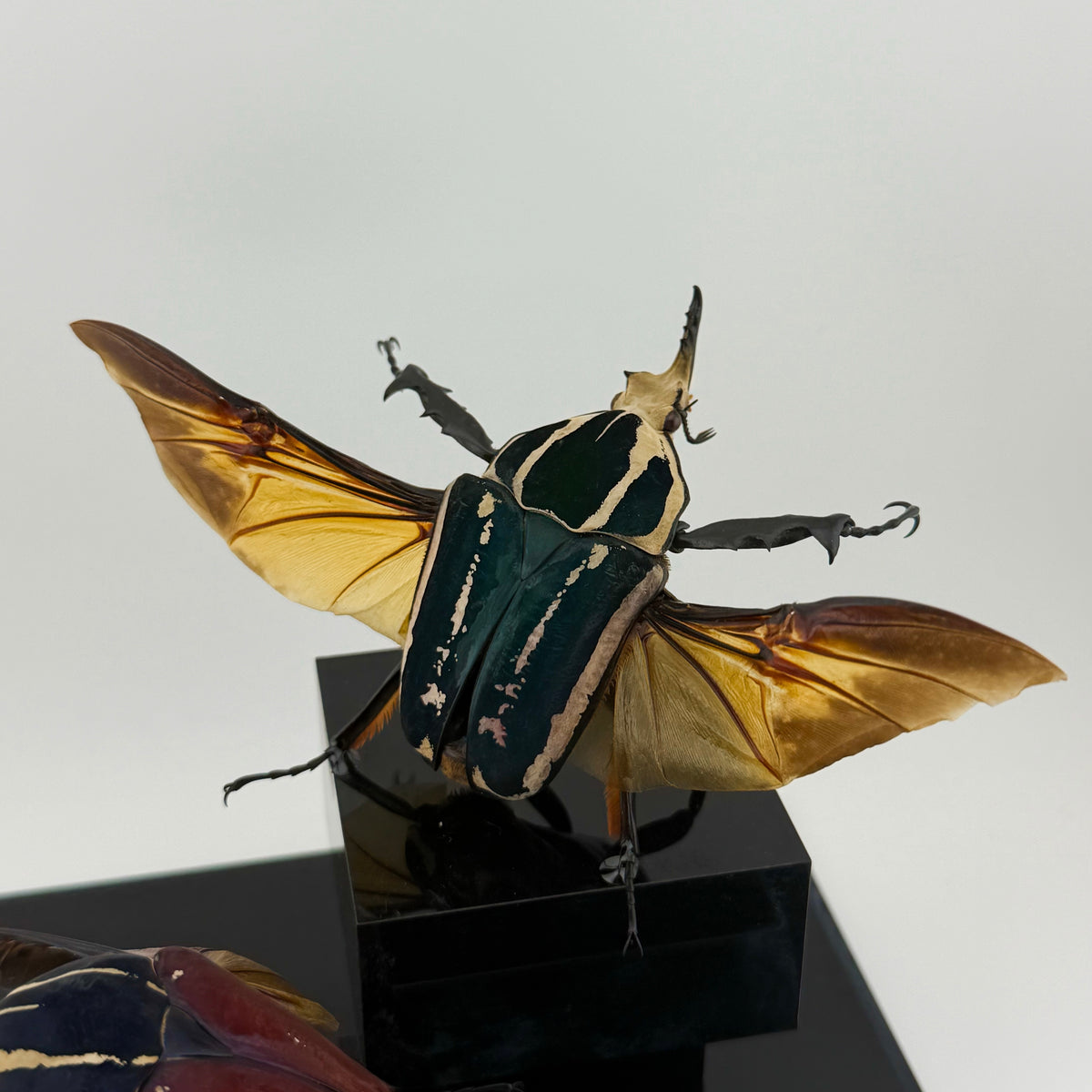 Mecynorrhina ugandensis VIII.2026
