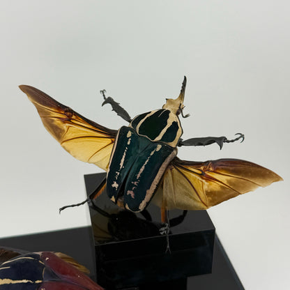 Mecynorrhina ugandensis VIII.2026