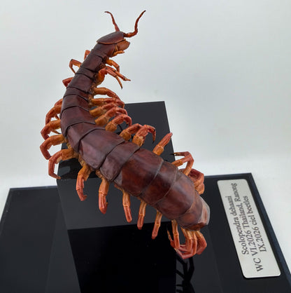 チェリーレッドセンチピート 立体標本 Scolopendra dehaani
IX.2026 ciel beetles
