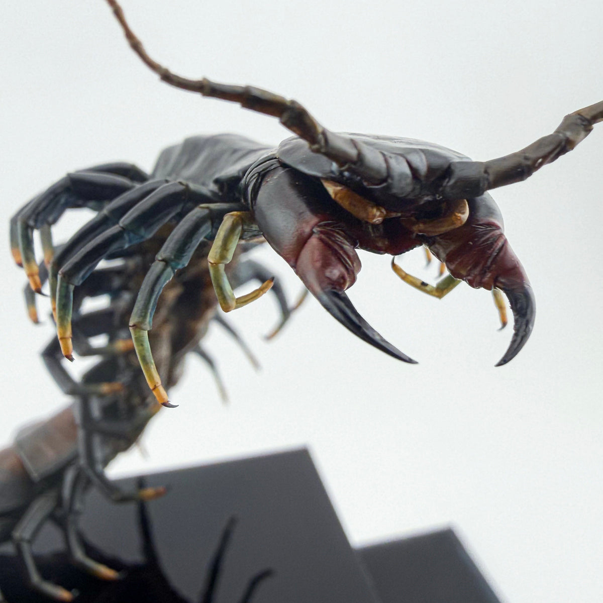 ハイナンブラックタイガーレッグ Scolopendra hainanum IX.2026