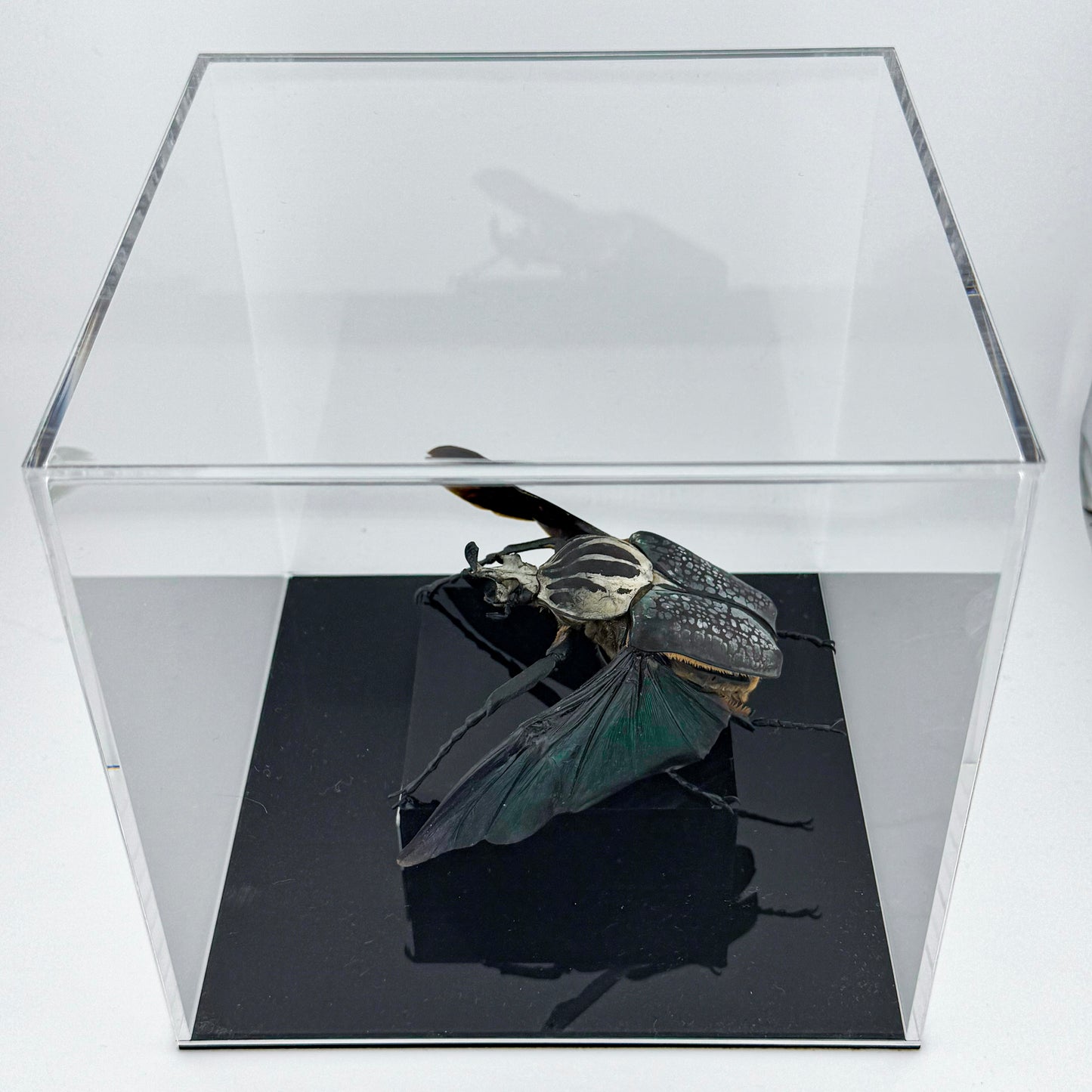 Goliathus goliatus meleagris VI.2025 Goliath Beetle