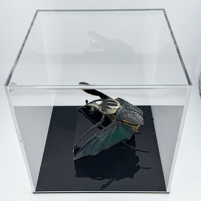 Goliathus goliatus meleagris VI.2025 Goliath Beetle