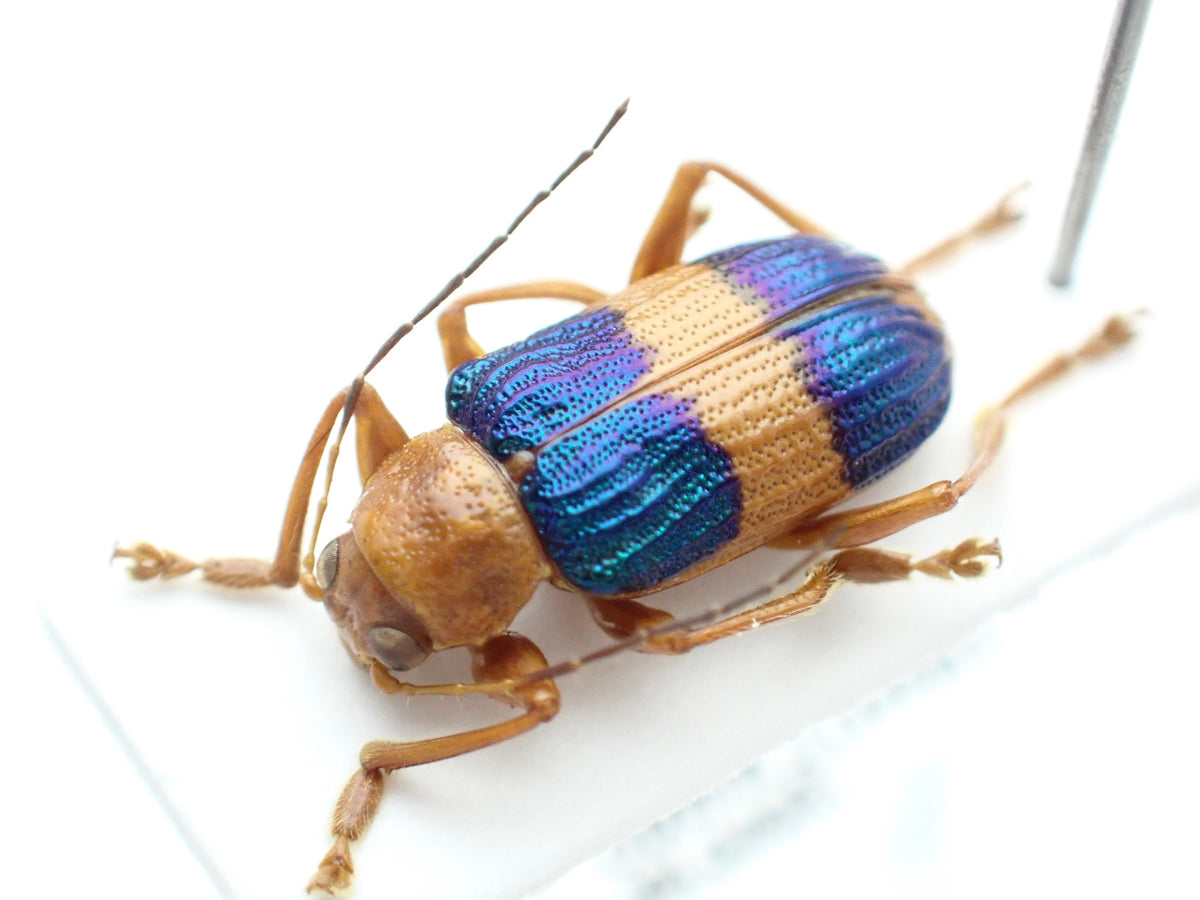 🇵🇪 ハムシの一種　Metaxyonycha godmani 台紙標本