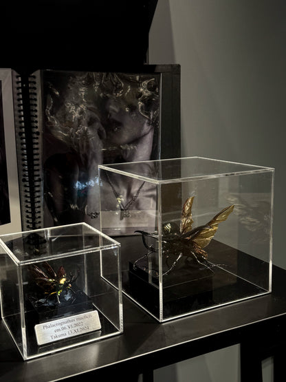 Chalcosoma chiron XI.2024 Caucasian rhinoceros beetle