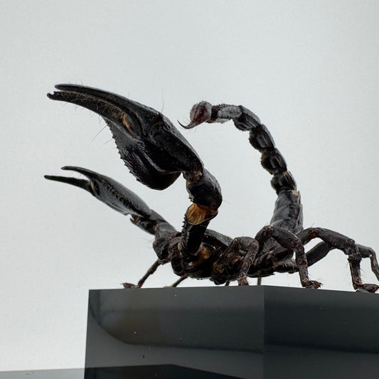 Pandinus imperator IV.2024 Malaysian Forest Scorpion