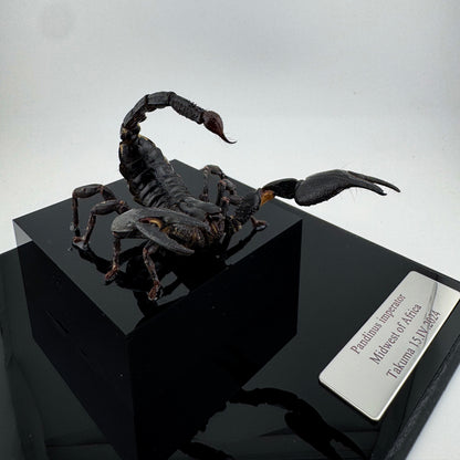 Pandinus imperator IV.2024 Malaysian Forest Scorpion