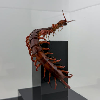 チェリーレッドセンチピート 立体標本 Scolopendra dehaani
IX.2026 ciel beetles