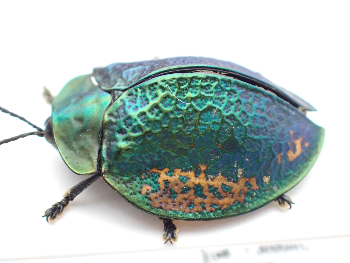 🇵🇪A type of jewel beetle (Buprestidae) - mounted specimen