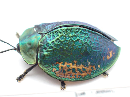 🇵🇪A type of jewel beetle (Buprestidae) - mounted specimen