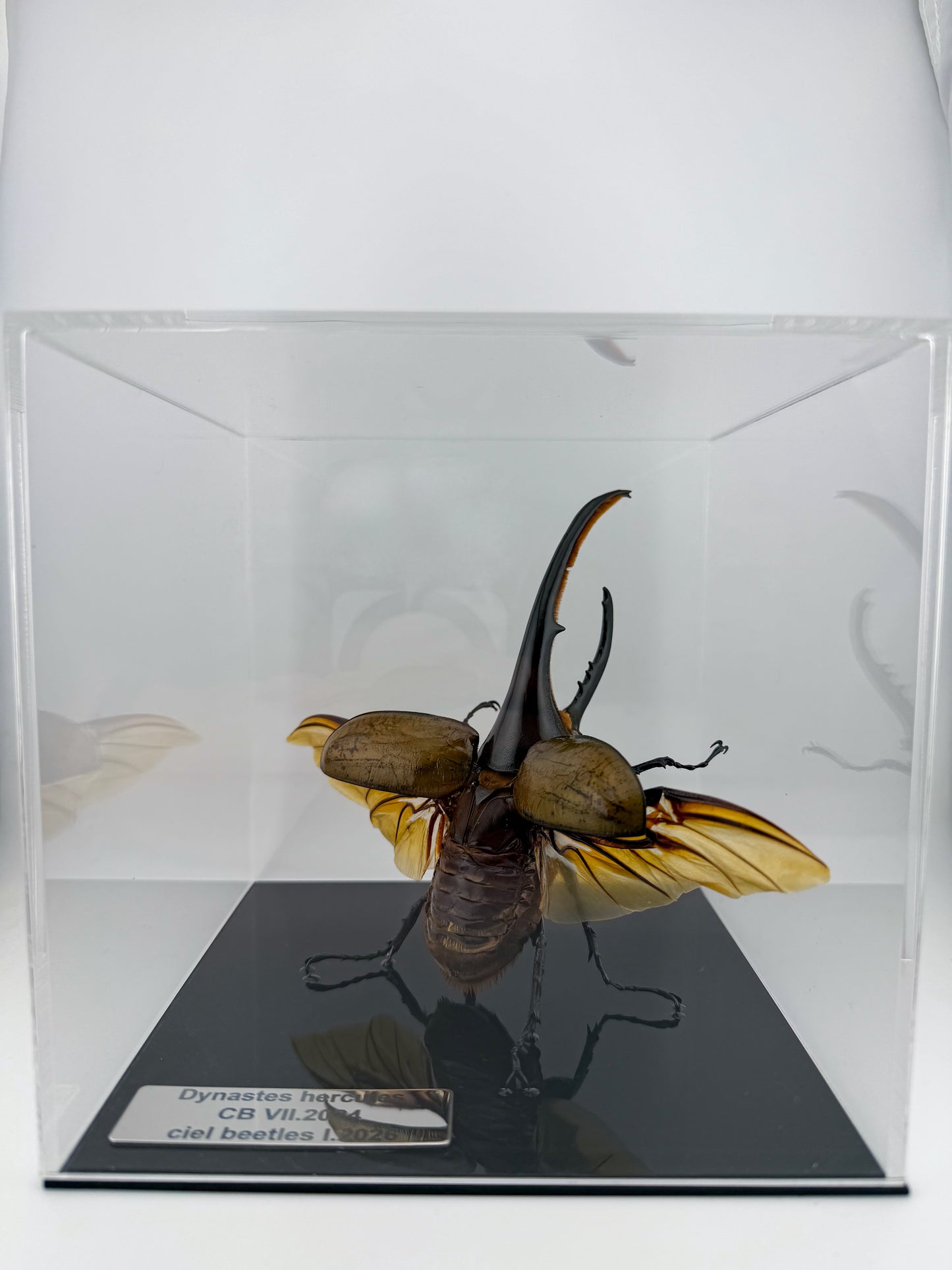 Dynastes hercules I.2026 Hercules beetle