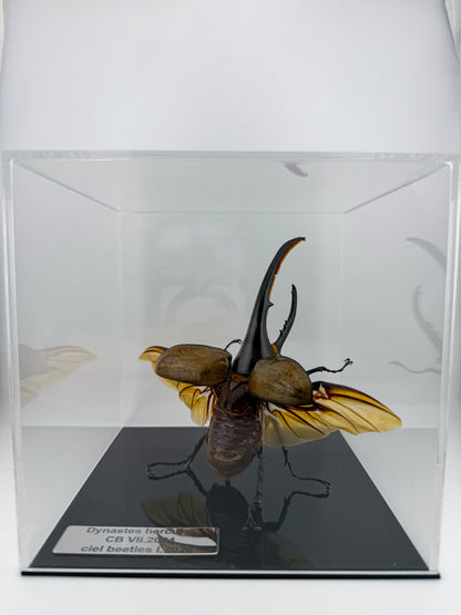 Dynastes hercules I.2026 Hercules beetle