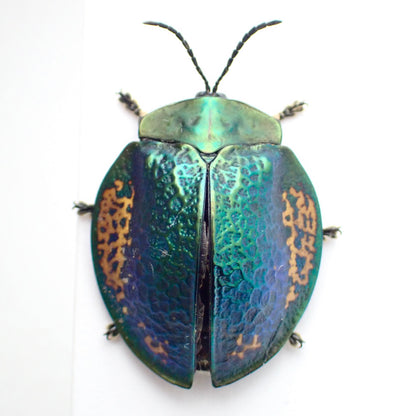 🇵🇪A type of jewel beetle (Buprestidae) - mounted specimen