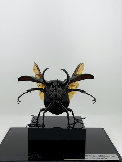 Chalcosoma Chiron ll.2026