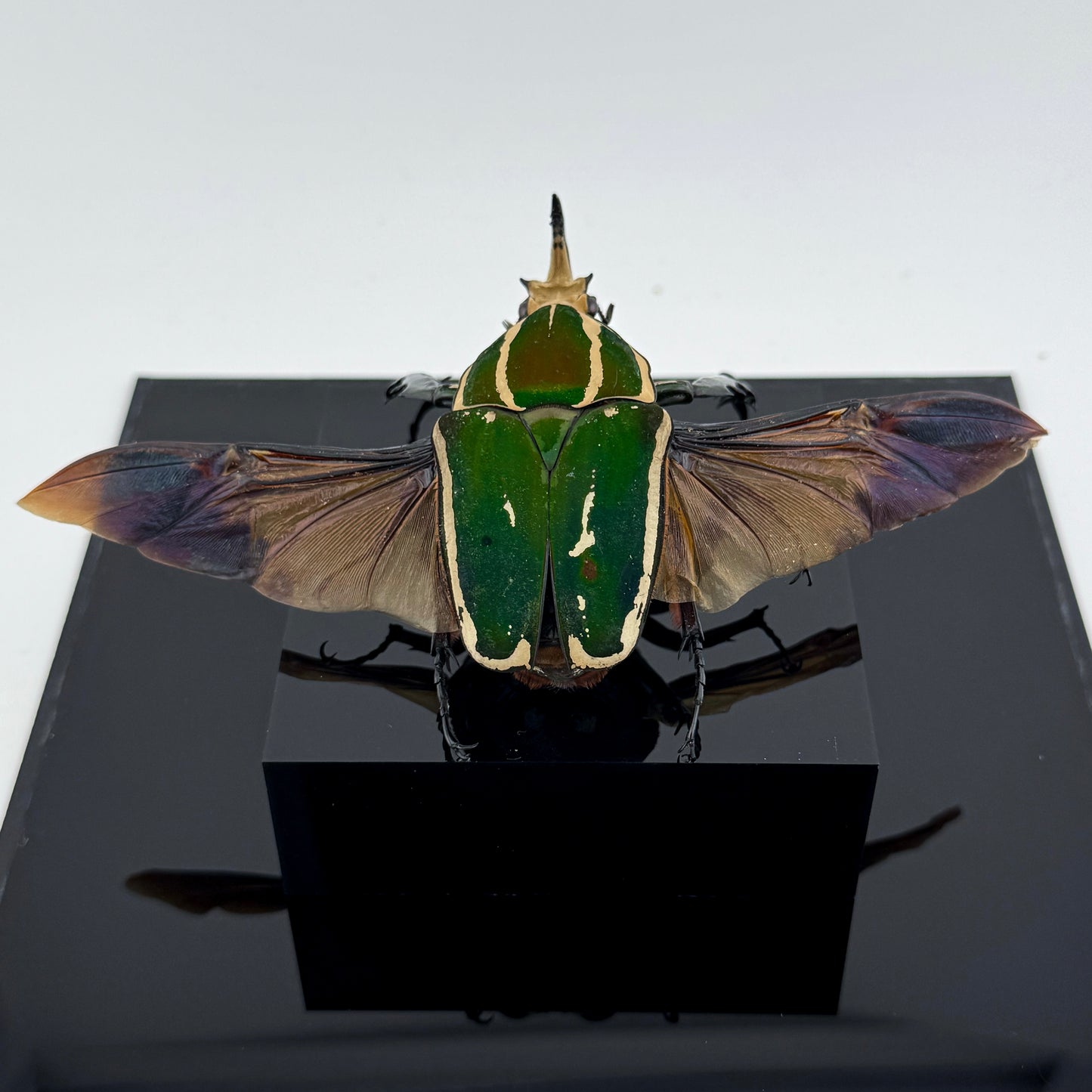 Mecynorhina torquata poggei (torquata flower beetle)