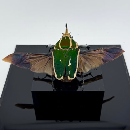 Mecynorhina torquata poggei (torquata flower beetle)