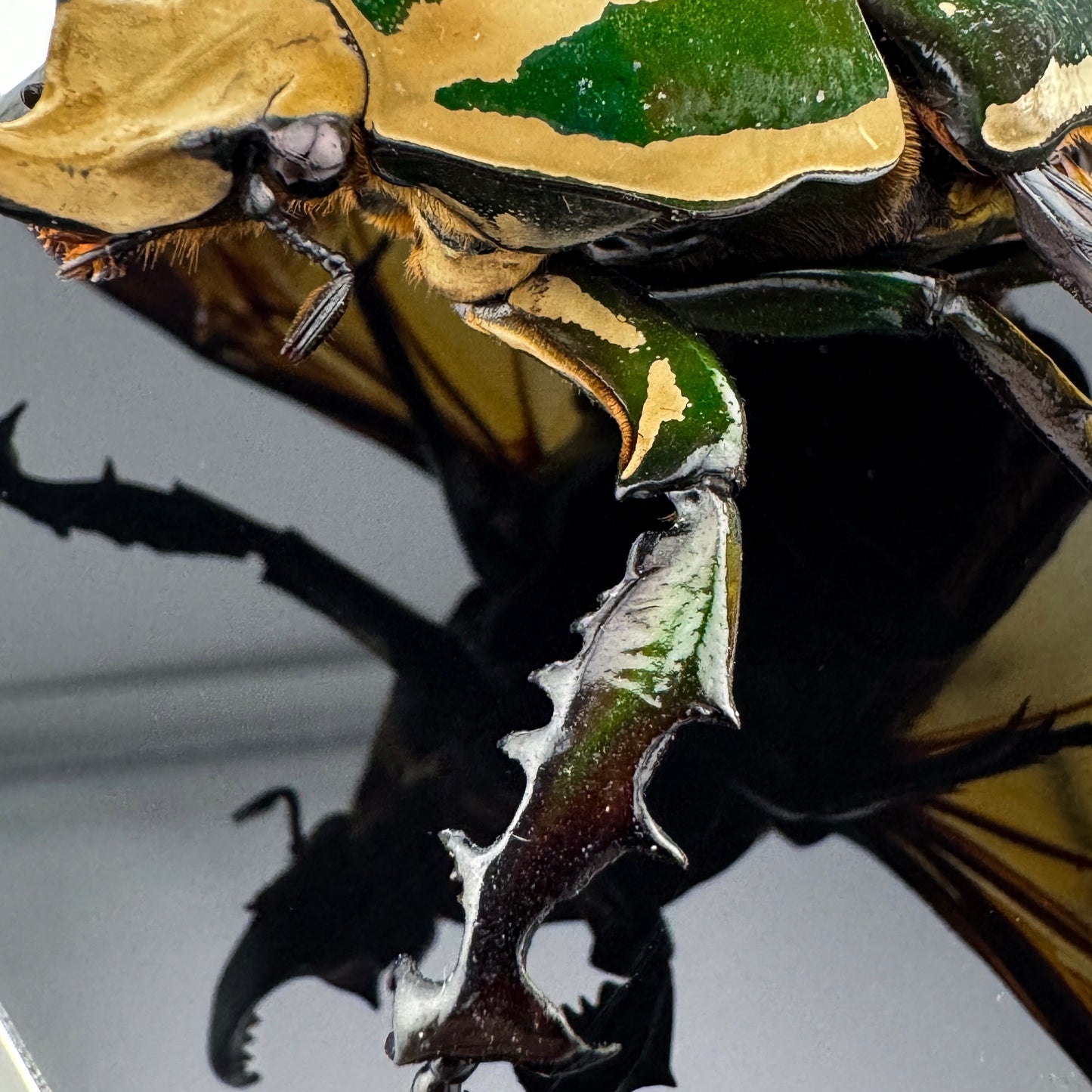Mecynorhina torquata poggei (torquata flower beetle)