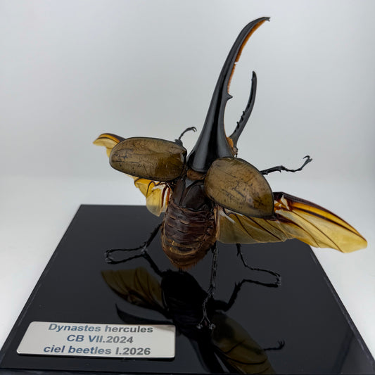 Dynastes hercules I.2026 Hercules beetle